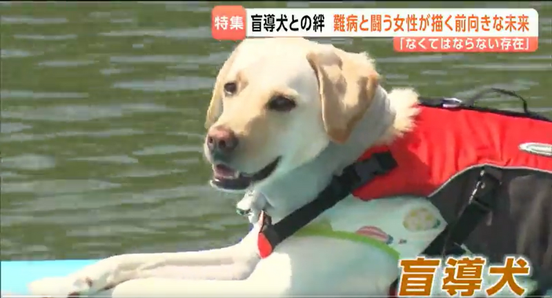 盲導犬の写真（クリックすると動画再生）